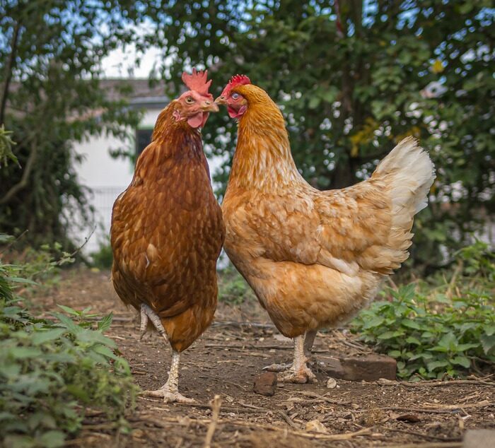 Adopter une poule le 21/11/2026